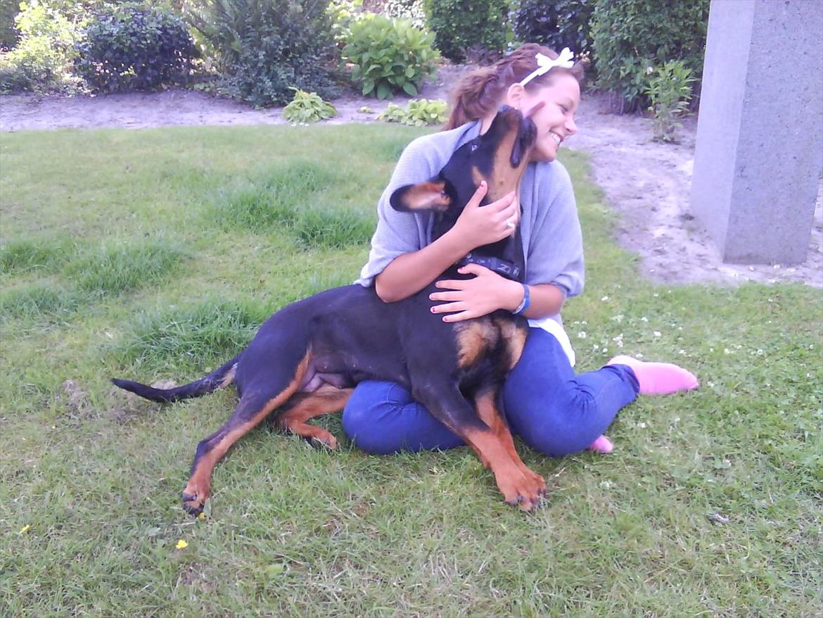 Rottweiler Fie billede 5