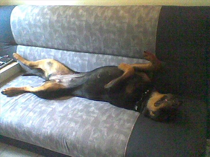 Rottweiler Fie - fie's seng :) billede 6