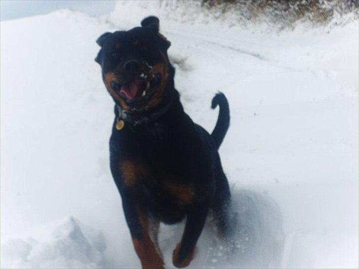 Rottweiler Fie - det er sjovt at lege i sne ;) billede 7