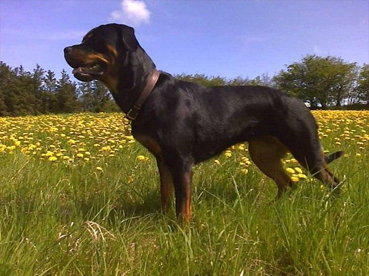 Rottweiler Fie billede 8