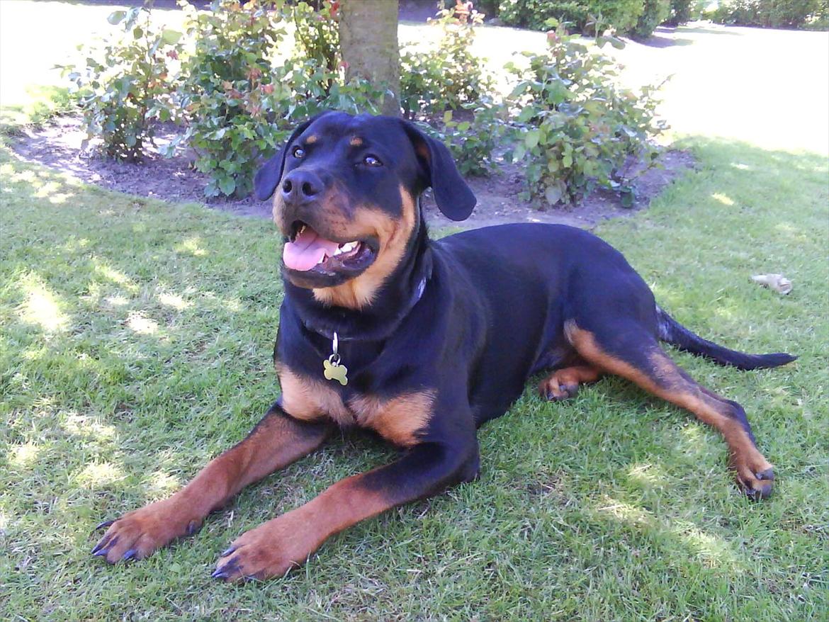Rottweiler Fie billede 9
