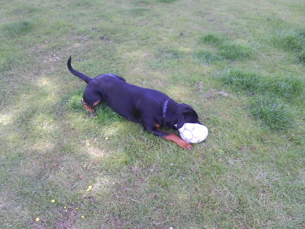 Rottweiler Fie billede 10