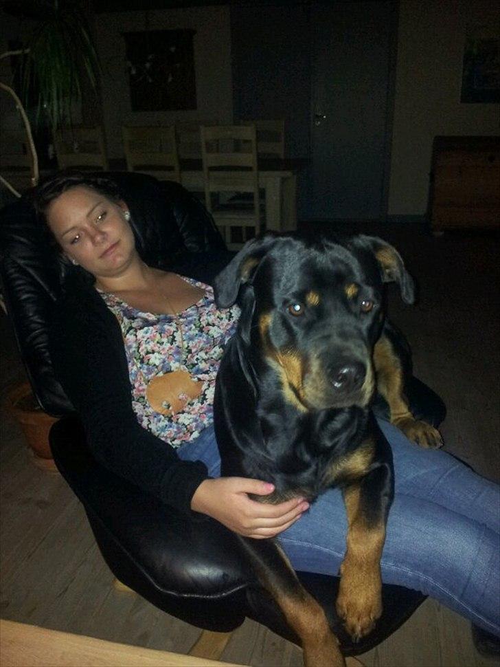 Rottweiler Fie - jeg er da kun en lille nips hund som sagtens kan ligge på skødet ;) billede 12