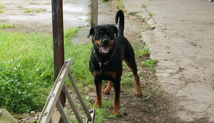 Rottweiler Fie billede 13