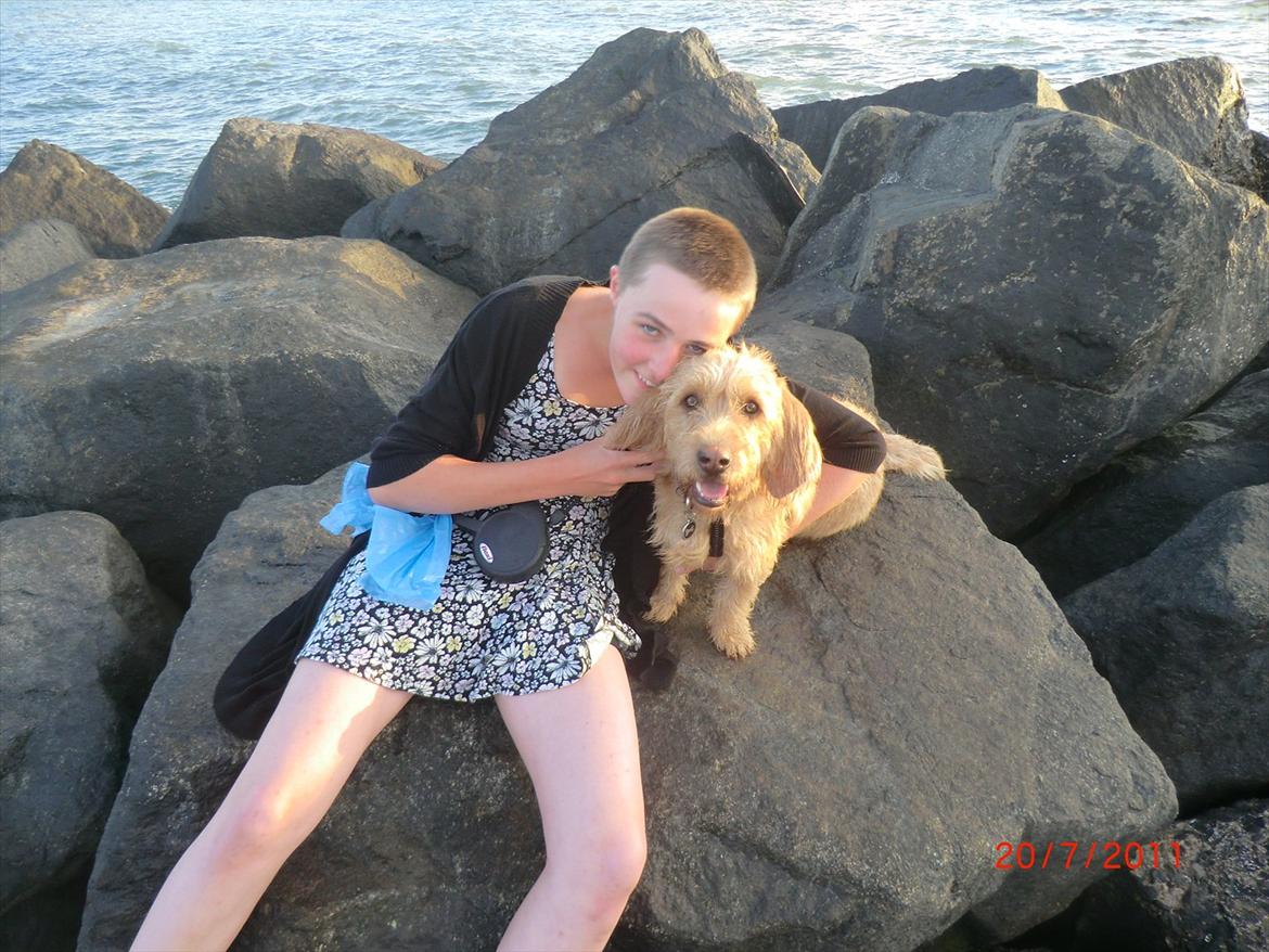 Basset fauve de bretagne Luffe billede 16