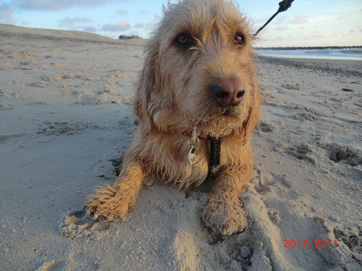 Basset fauve de bretagne Luffe billede 17