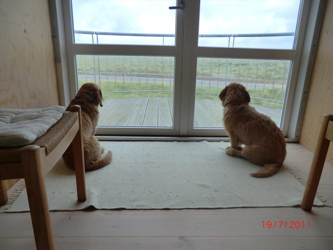 Basset fauve de bretagne Luffe billede 18