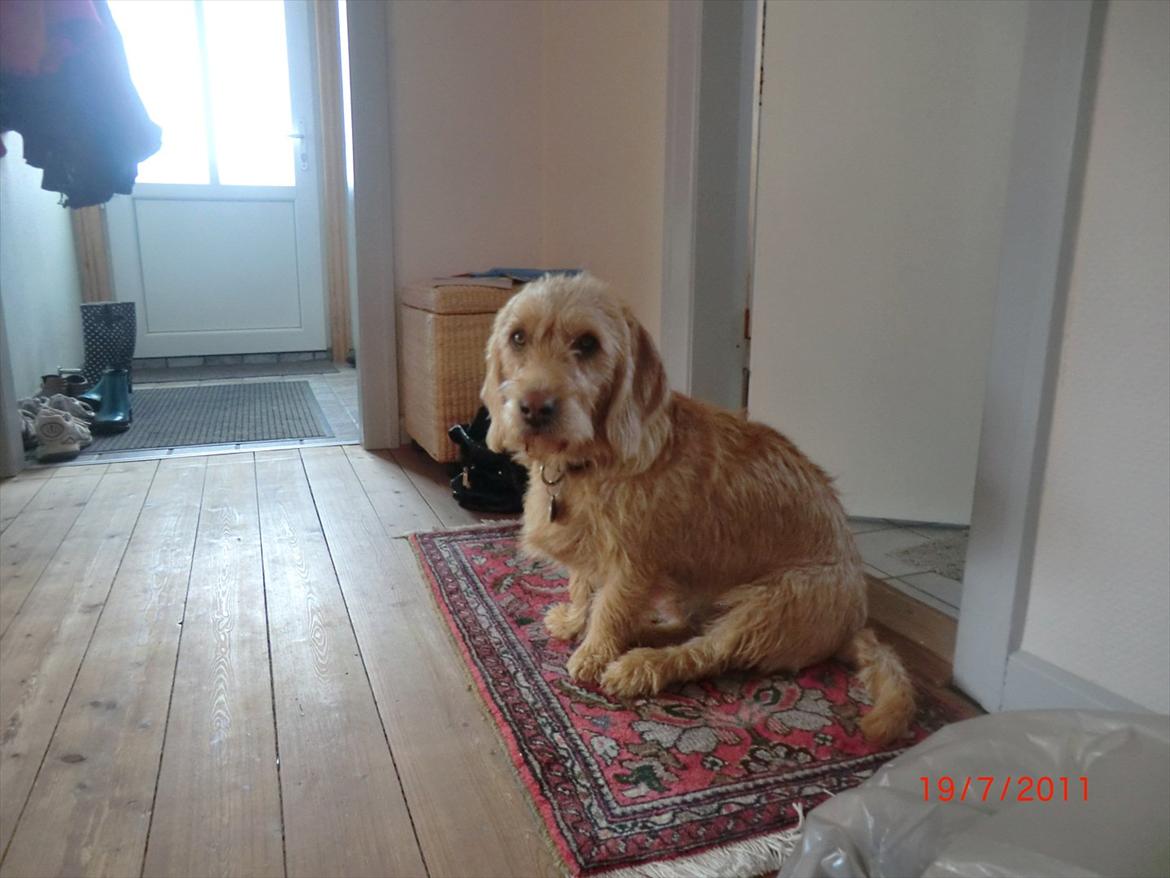 Basset fauve de bretagne Luffe billede 19