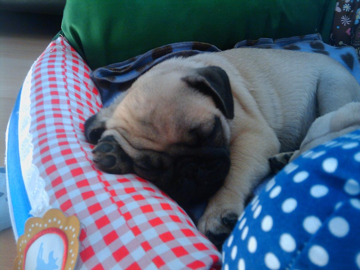 Mops Eddie - Eddie som helt ny billede 16