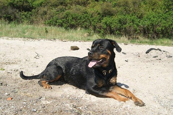 Rottweiler Fie billede 14