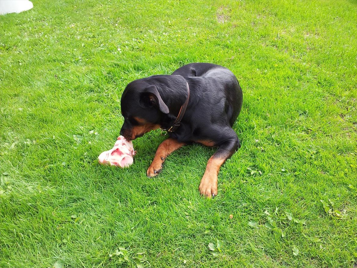 Rottweiler Fie - det er godt at have fødselsdag. Så får man gaver :) billede 15