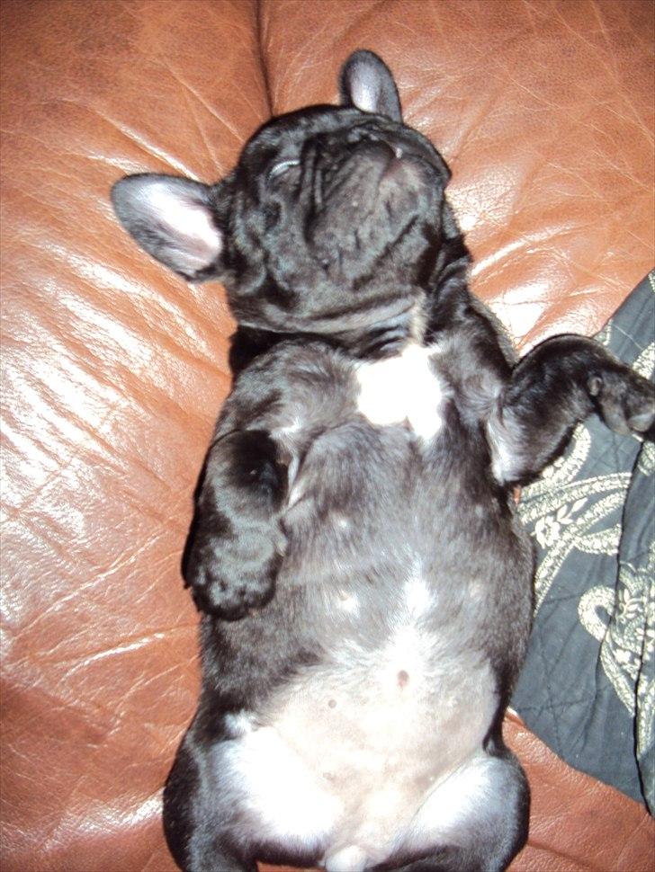 Fransk bulldog Bertha billede 1