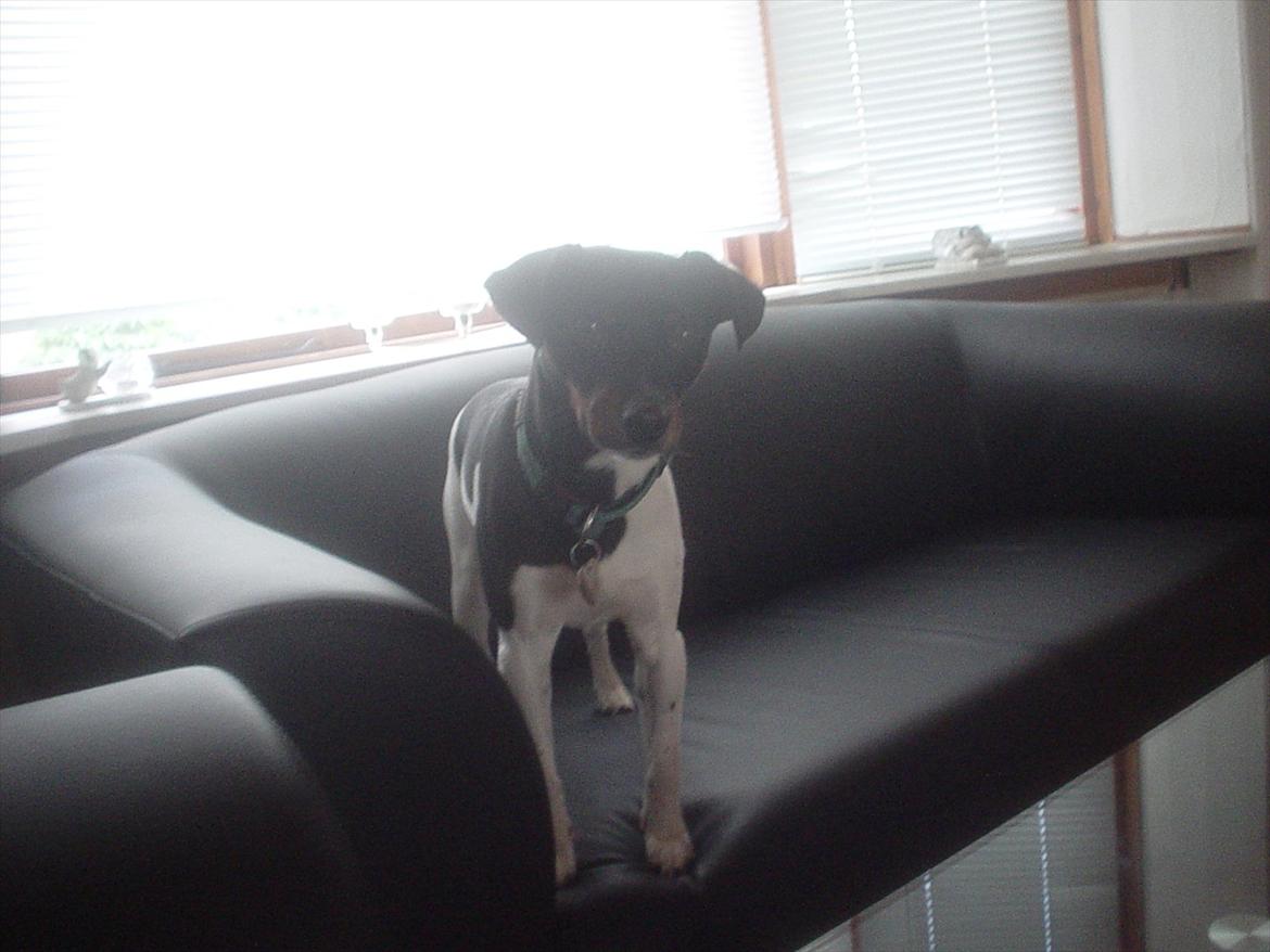 Dansk svensk gaardhund Elvis - Her står jeg i sofaen og kigger efter mor når hun tager billed af mig billede 1