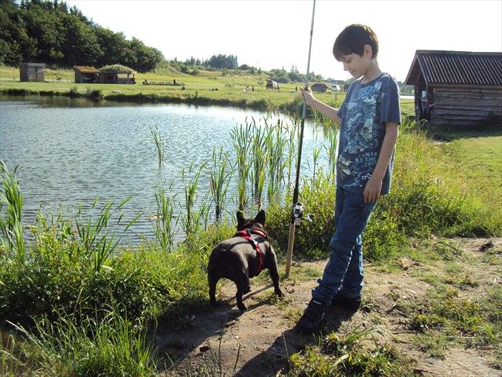 Fransk bulldog Bertha billede 2