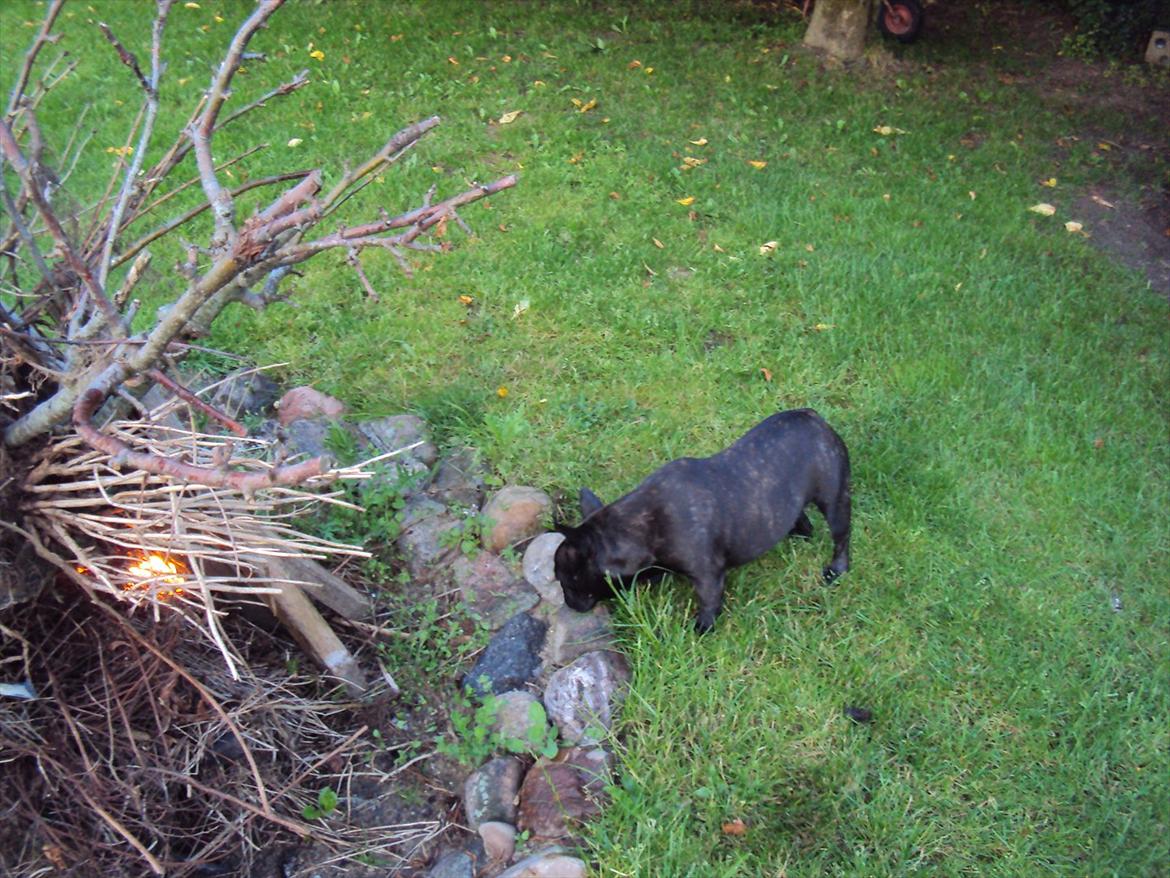 Fransk bulldog Bertha billede 3