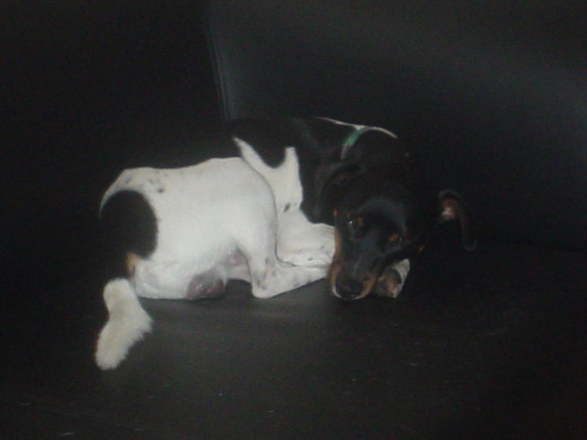 Dansk svensk gaardhund Elvis - Ligger og putter i sofaen :-) billede 2