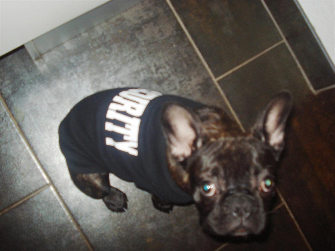 Fransk bulldog Bertha billede 4