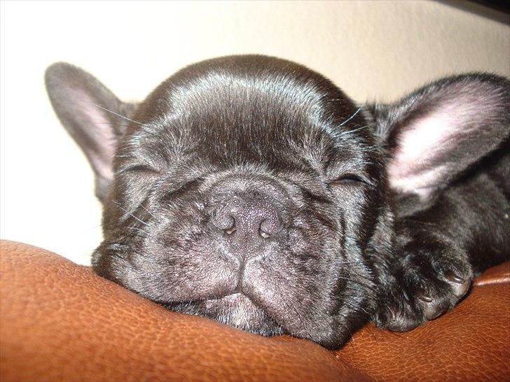 Fransk bulldog Bertha billede 5