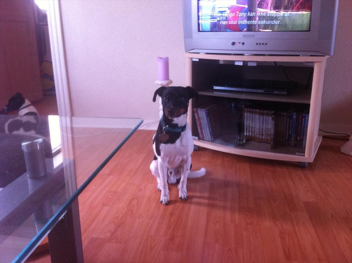 Dansk svensk gaardhund Elvis - Jeg sidder så fint.. Er du snart færdig med at tage billed af mig :-P billede 3