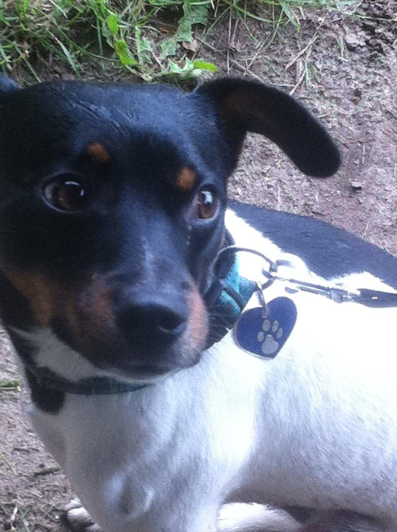 Dansk svensk gaardhund Elvis - Tæt på og på legepladsen. billede 4