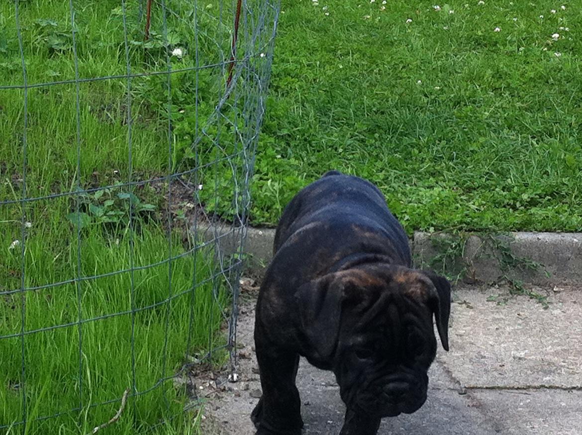 Olde english bulldogge Mariegaards Sigurd billede 6