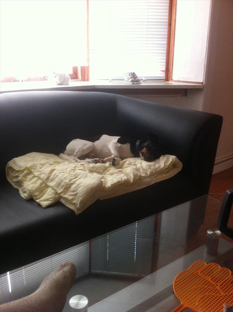 Dansk svensk gaardhund Elvis - sover billede 5