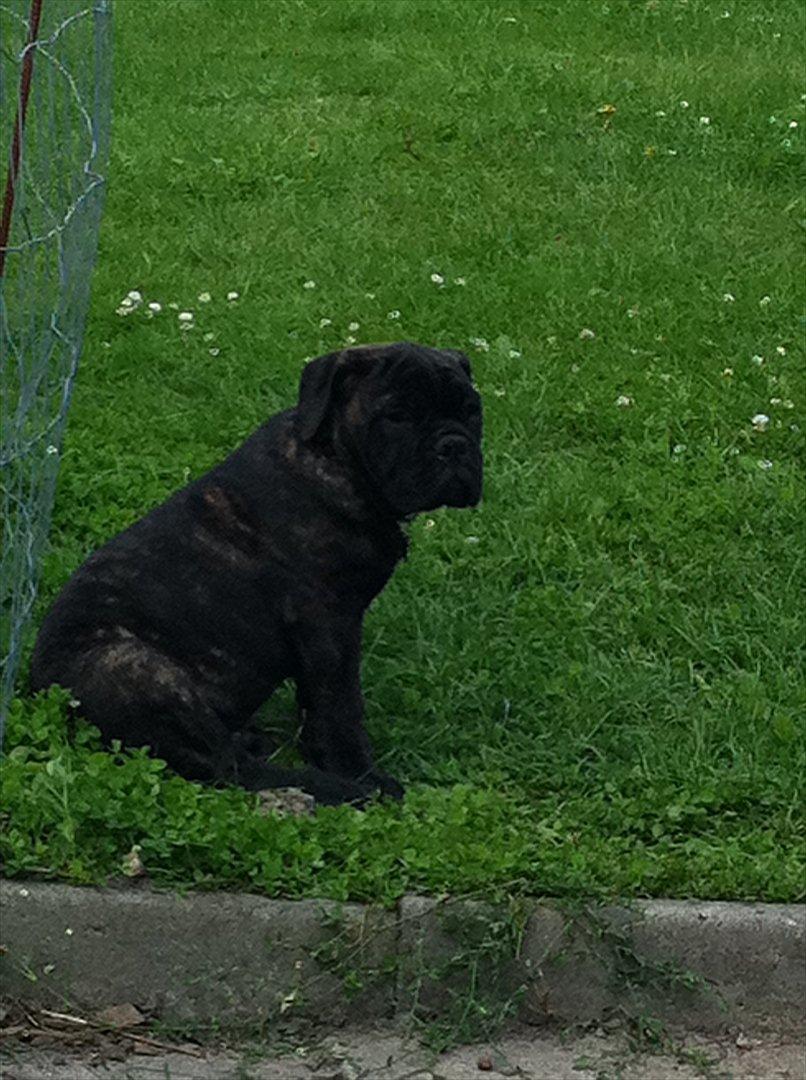 Olde english bulldogge Mariegaards Sigurd billede 7