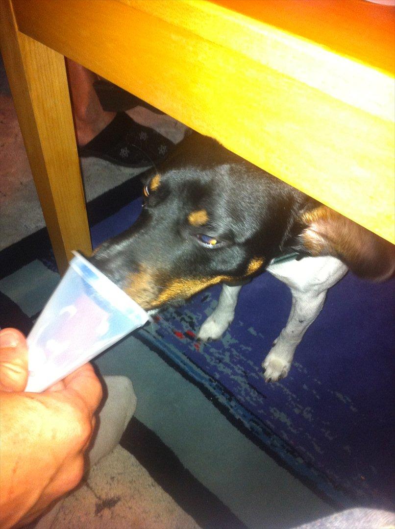 Dansk svensk gaardhund Elvis - Får vanilie is af far :-) billede 6