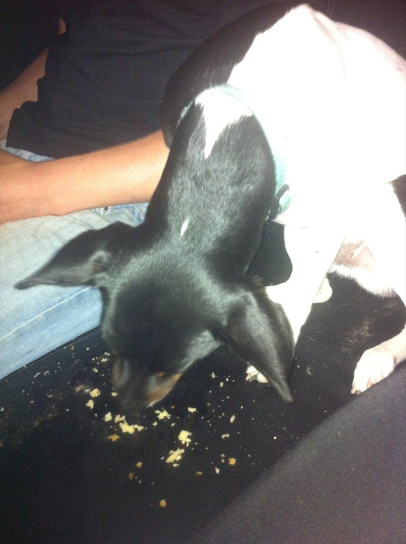 Dansk svensk gaardhund Elvis - Får lige lidt kage.. Så det får far hellere ikke i fred :-D billede 7