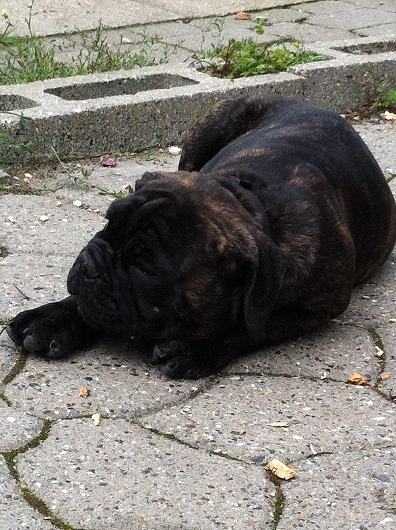 Olde english bulldogge Mariegaards Sigurd billede 8