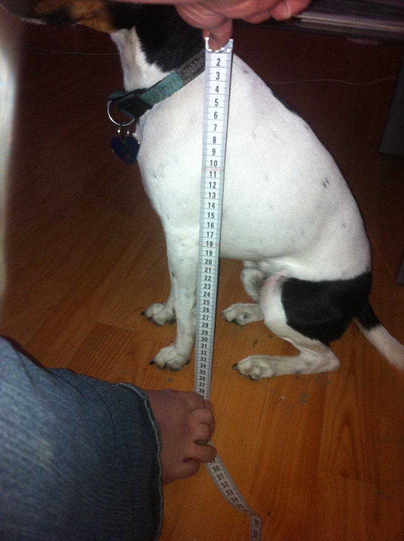 Dansk svensk gaardhund Elvis - Skulle lige måle ham og han er under 39 i skulderhøjde :-D billede 8