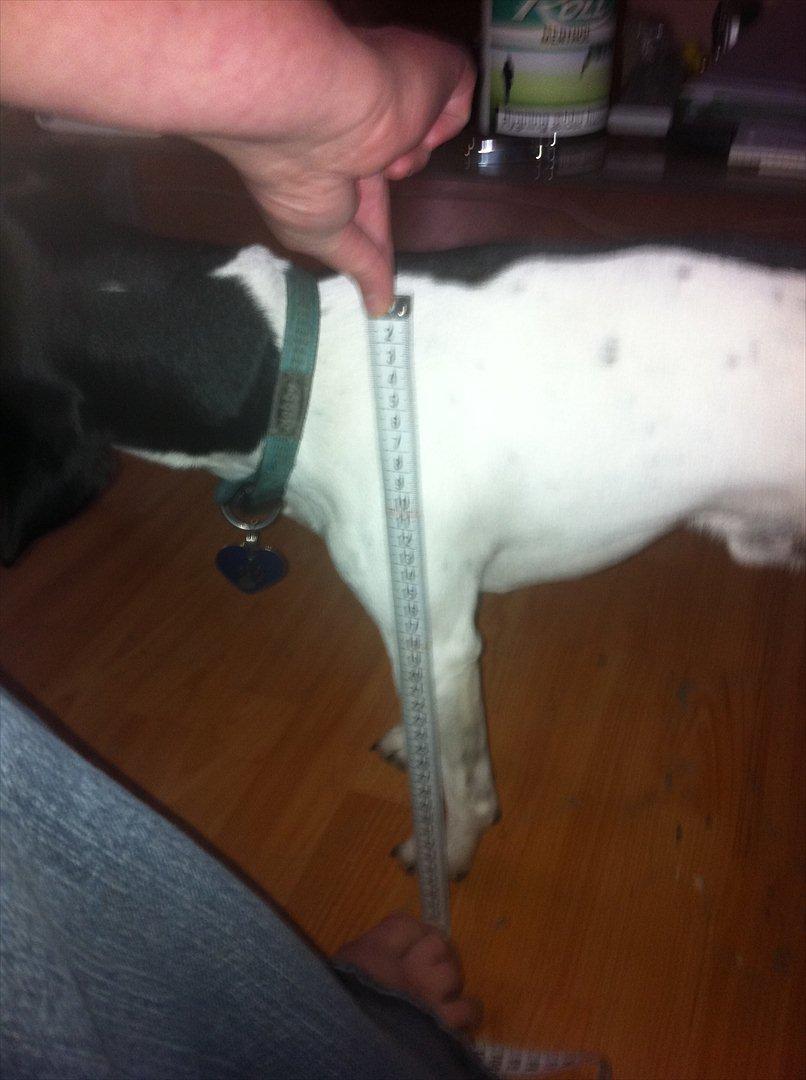 Dansk svensk gaardhund Elvis - Det med at måle :-D billede 9