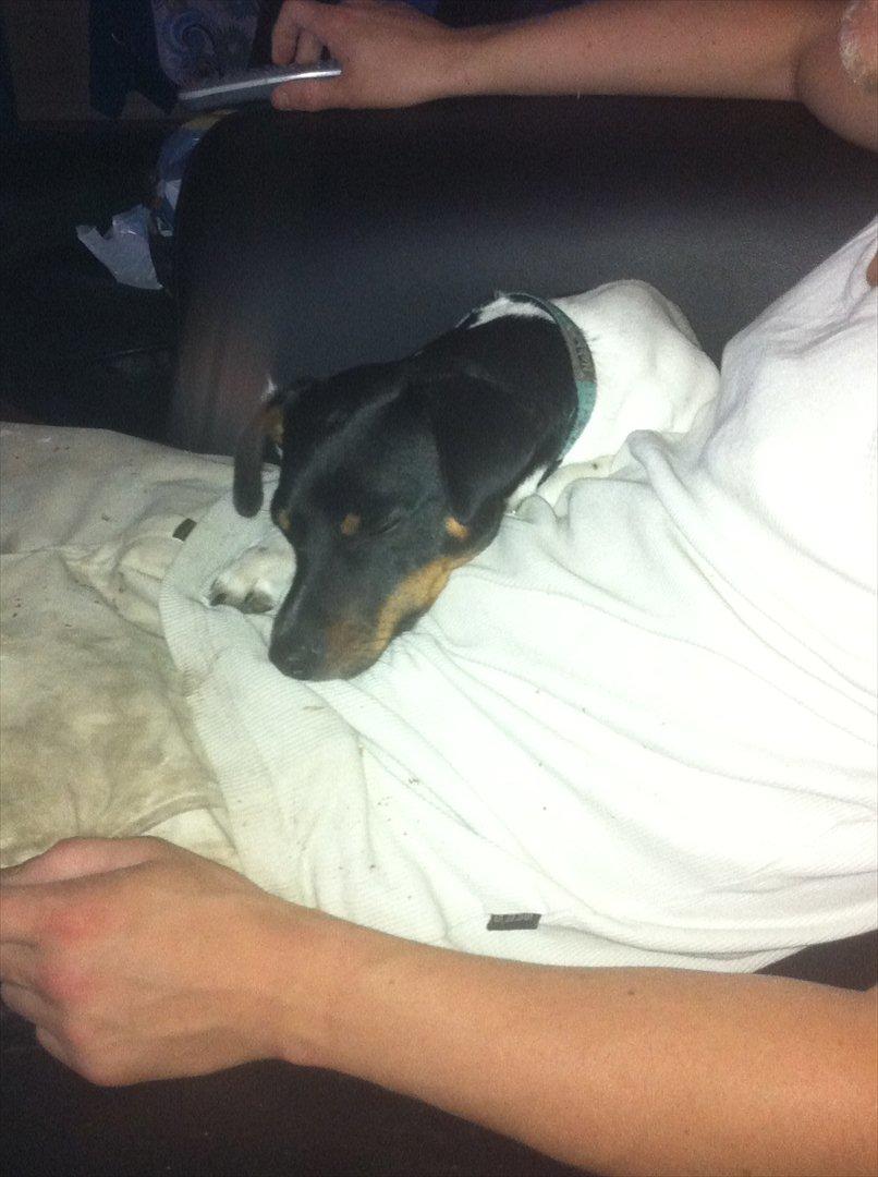 Dansk svensk gaardhund Elvis - Putter hos min far :-D billede 10