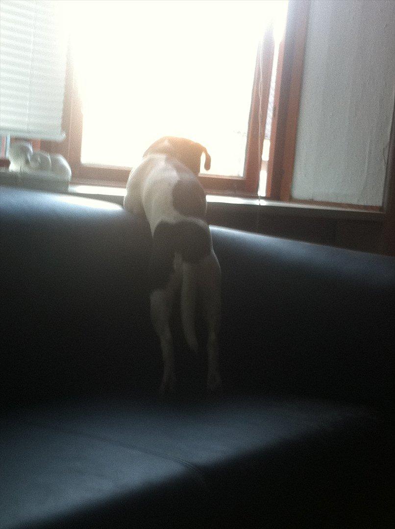 Dansk svensk gaardhund Elvis - Holder udkig efter om der kommer nogen jeg kender :-D billede 11