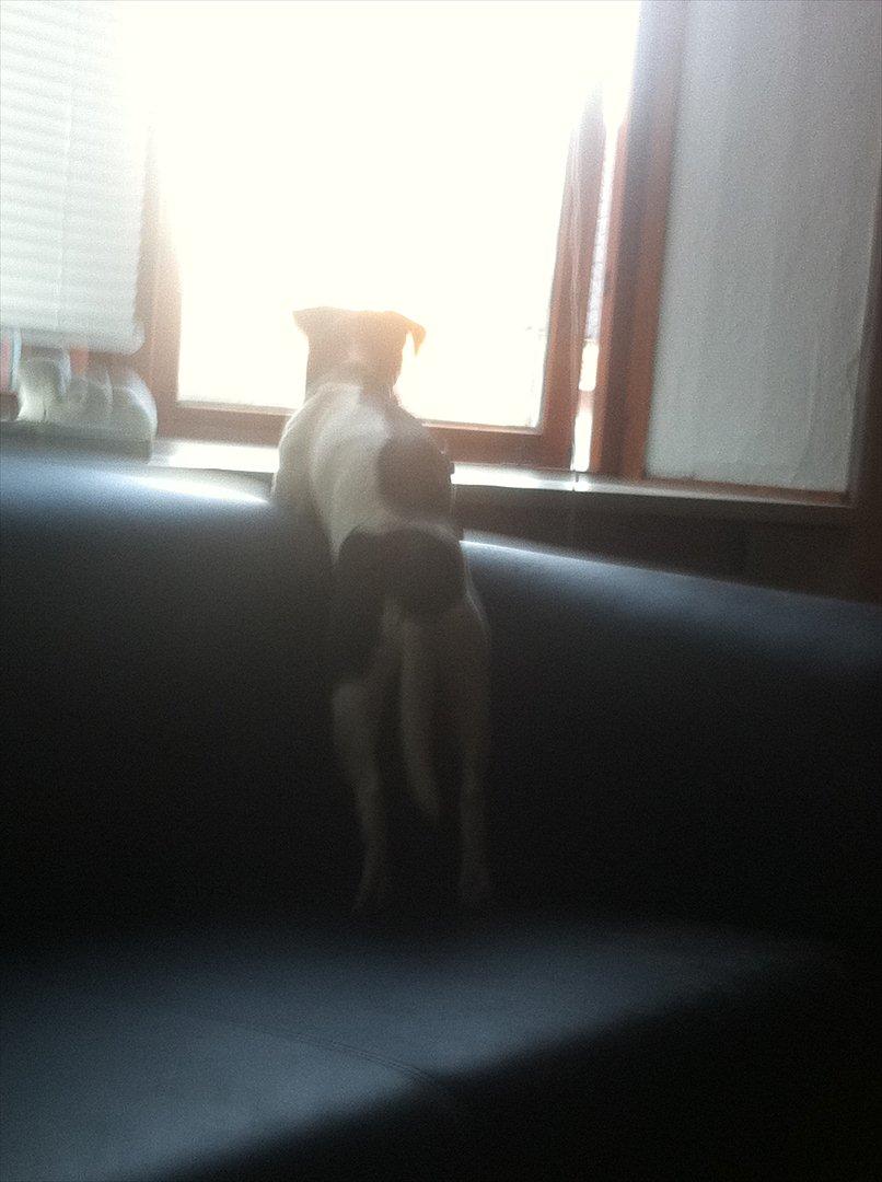 Dansk svensk gaardhund Elvis - Hmm kommer der ikke snart en jeg kan pive/gø af eller en jeg kender :-D billede 12