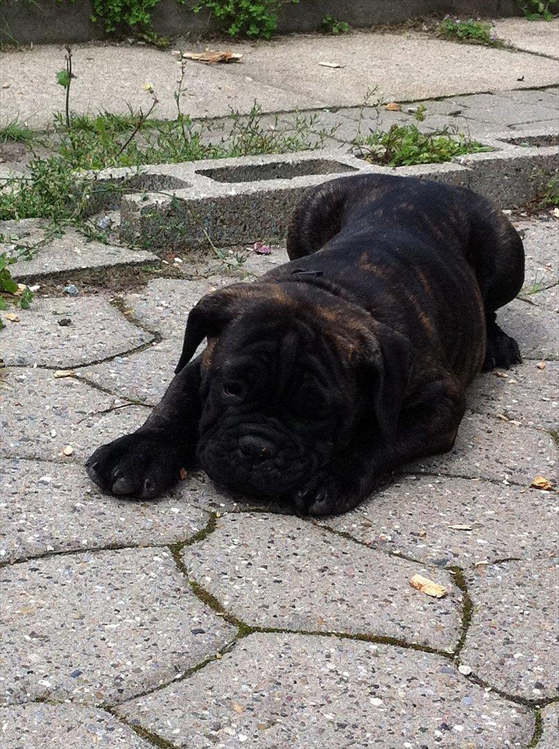 Olde english bulldogge Mariegaards Sigurd billede 9