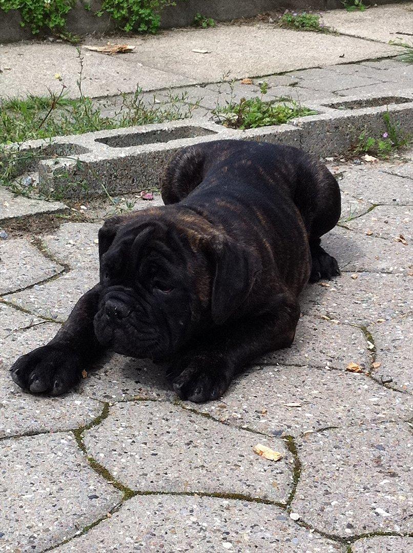 Olde english bulldogge Mariegaards Sigurd billede 10