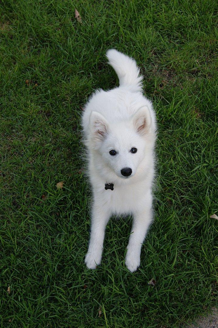 Japansk spids Trille - Nu jeg ved at være godt 20 uger. og jeg elsker og leje uden for med min bedsteveninde pomeraniaen maggie.  billede 7