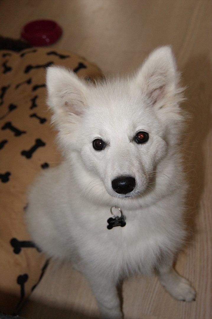 Japansk spids Trille - Se mor jeg kan godt side pænt imens du tager billeder  billede 8