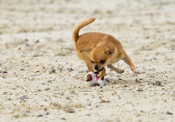 Chihuahua Hueños Malina - Tosafoto billede 5