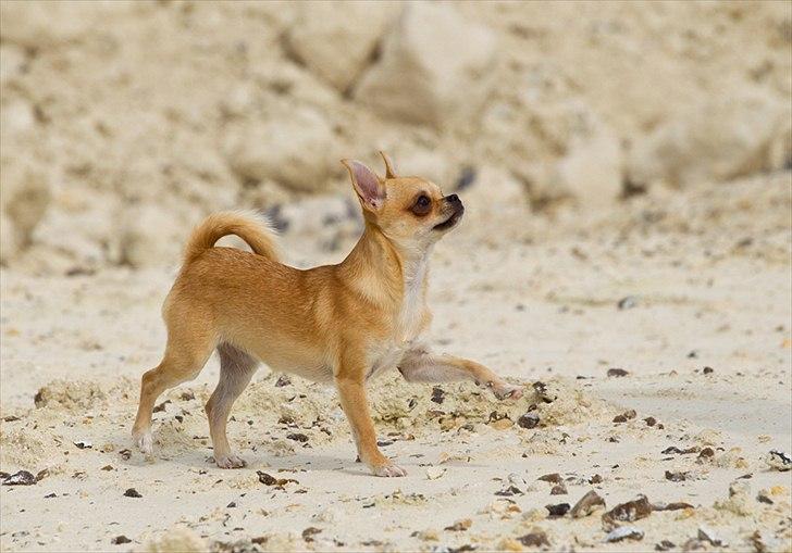 Chihuahua Hueños Malina - Tosafoto billede 4