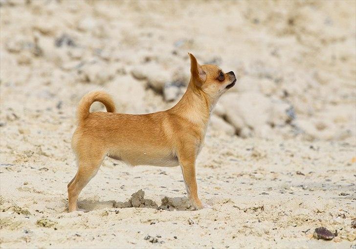 Chihuahua Hueños Malina - Tosafoto billede 3