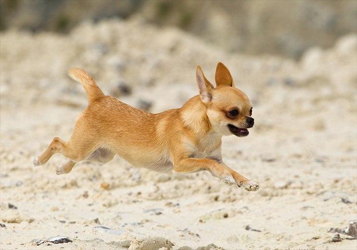 Chihuahua Hueños Malina - Tosafoto billede 2