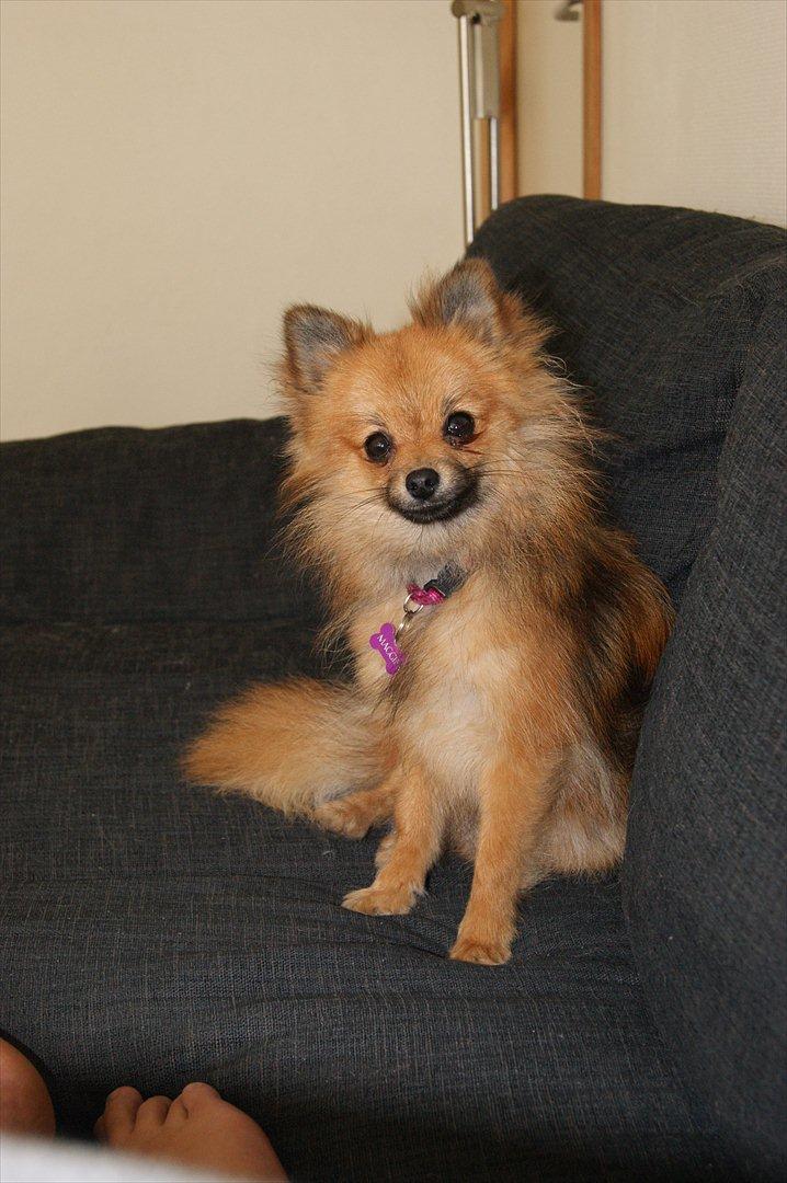 Pomeranian Maggie - Om 8 dage er jeg 1 år. men er meget lille af min størrelse :)  billede 16