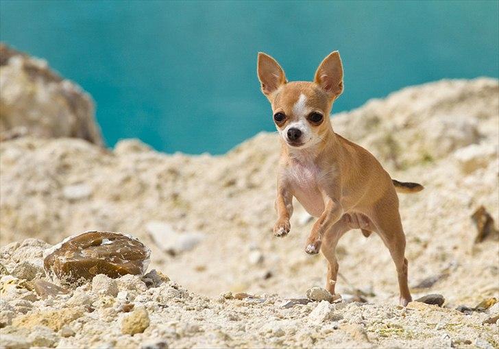 Chihuahua Saga - Tosafoto billede 2