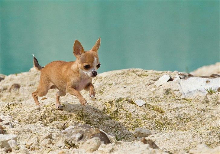 Chihuahua Saga - Tosafoto billede 3