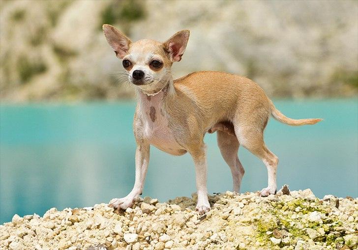 Chihuahua 1414s Cindy - Tosafoto billede 2