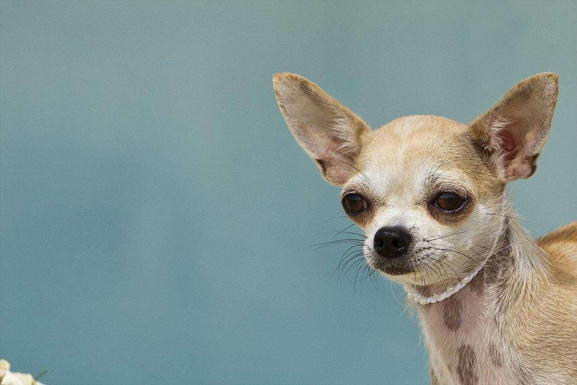 Chihuahua 1414s Cindy - Tosafoto billede 1