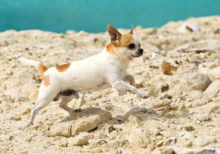 Chihuahua Milaja Kroha Zoran - Tosafoto billede 4