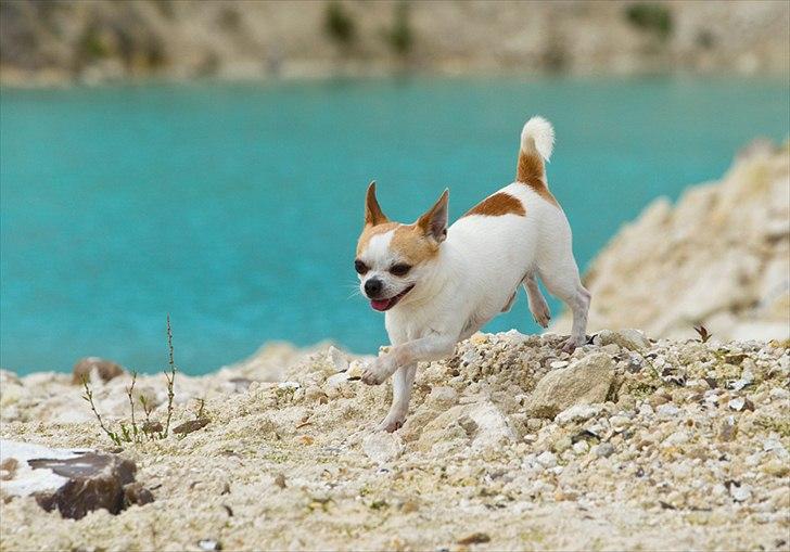 Chihuahua Milaja Kroha Zoran - Tosafoto billede 5